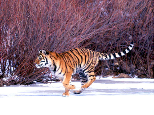 © WWF-Canon / KLEIN and HUBERT <br> Amur tigers, also known as Siberian tigers, live primarily in boreal forests in eastern Russia, with a few found in northeastern China and northern North Korea. Boreal forests are northern temperate forests dominated by coniferous trees such as spruce, fir, and pine. They are bordered to the north by the treeless tundra and to the south by steppes. These are amongst the coldest areas in the world. The high latitude means long winters where the sun does not rise far above the horizon.